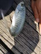 Image of Australian herring