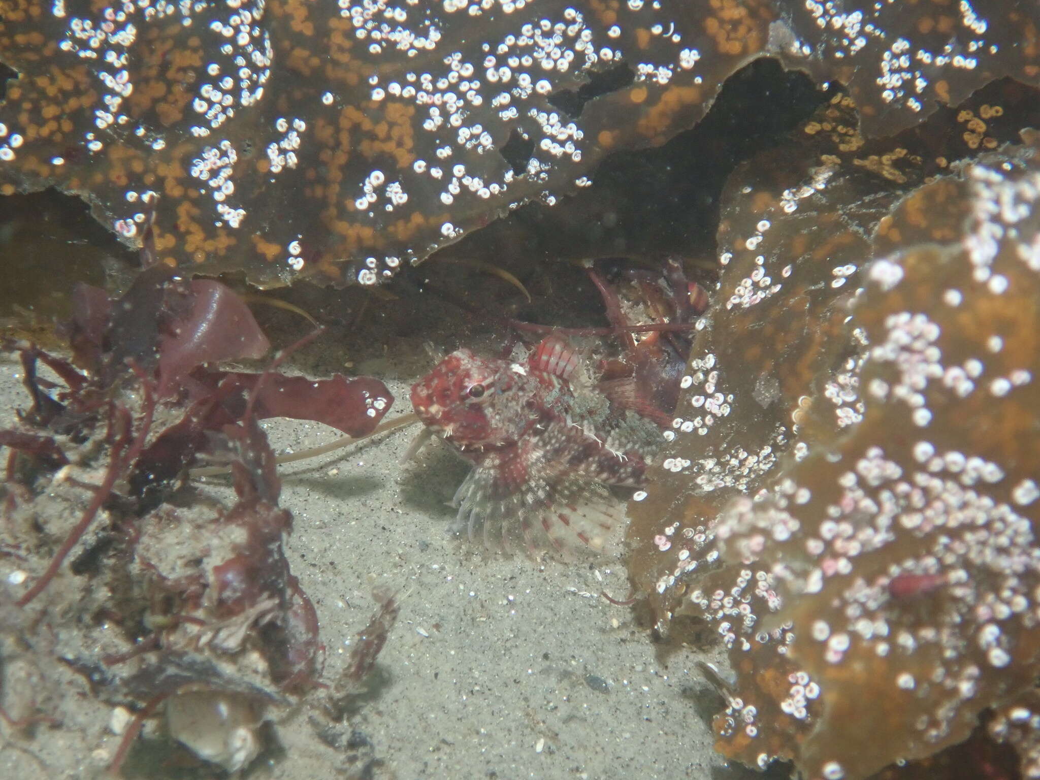 Image of Snubnose sculpin