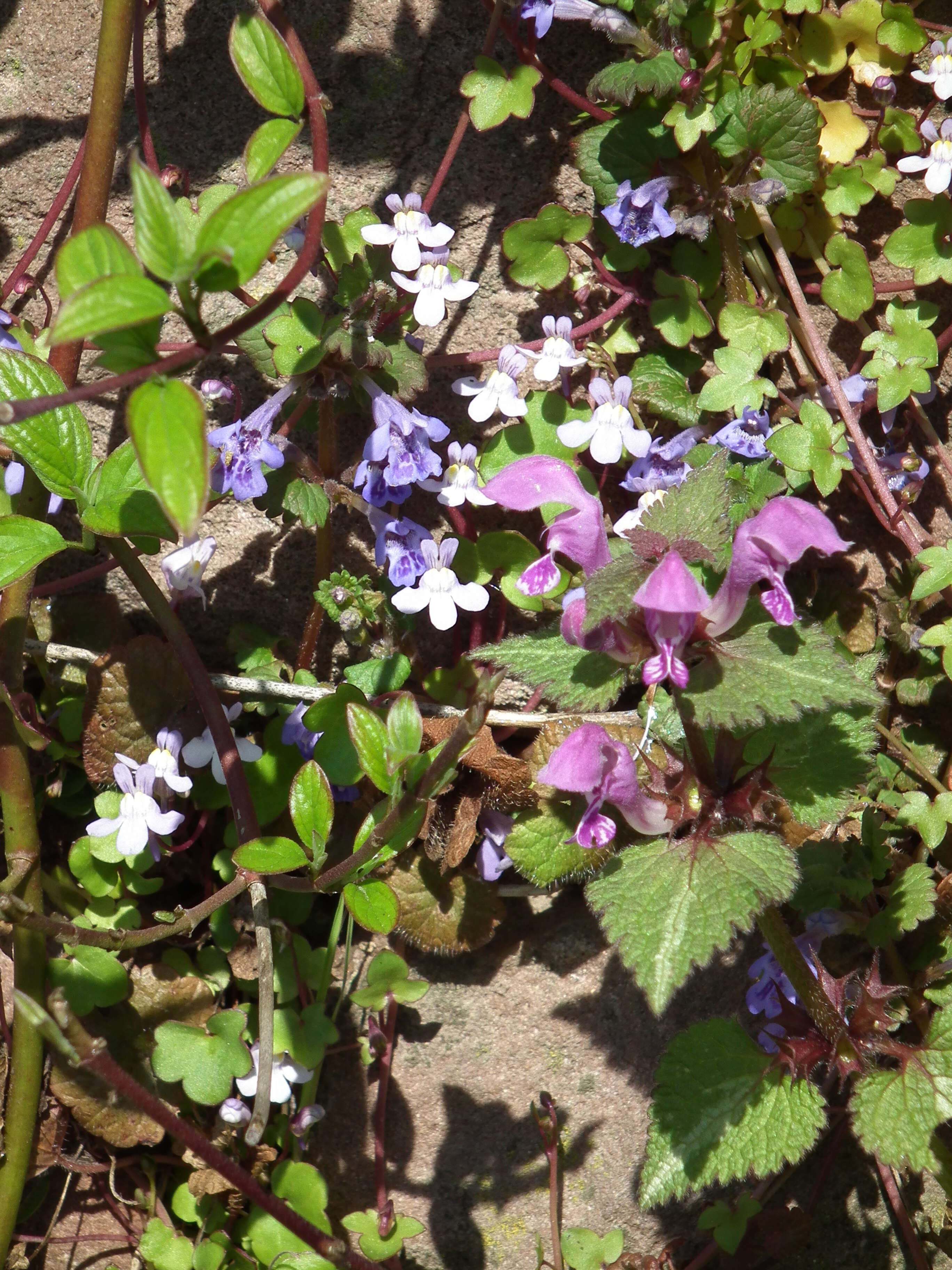 Image of Ground ivy