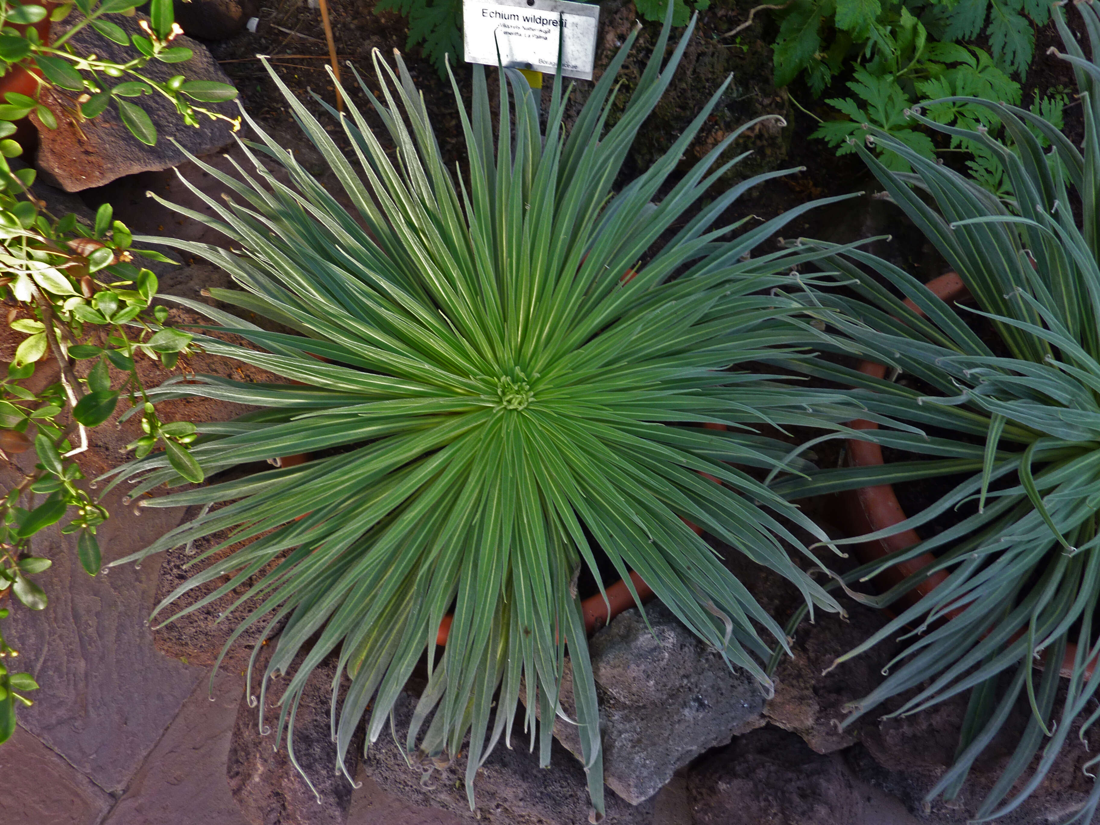 Image of Echium wildpretii H. H. W. Pearson ex Hook. fil.