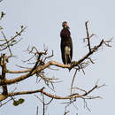 Ciconia stormi (Blasius & W 1896) resmi