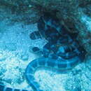 Image of Flat-tail Sea Snake