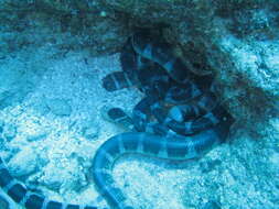 Image of Flat-tail Sea Snake