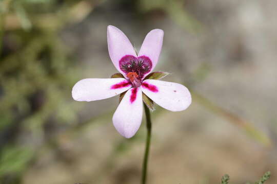 Image of Pelargonium capillare (Cav.) Willd.