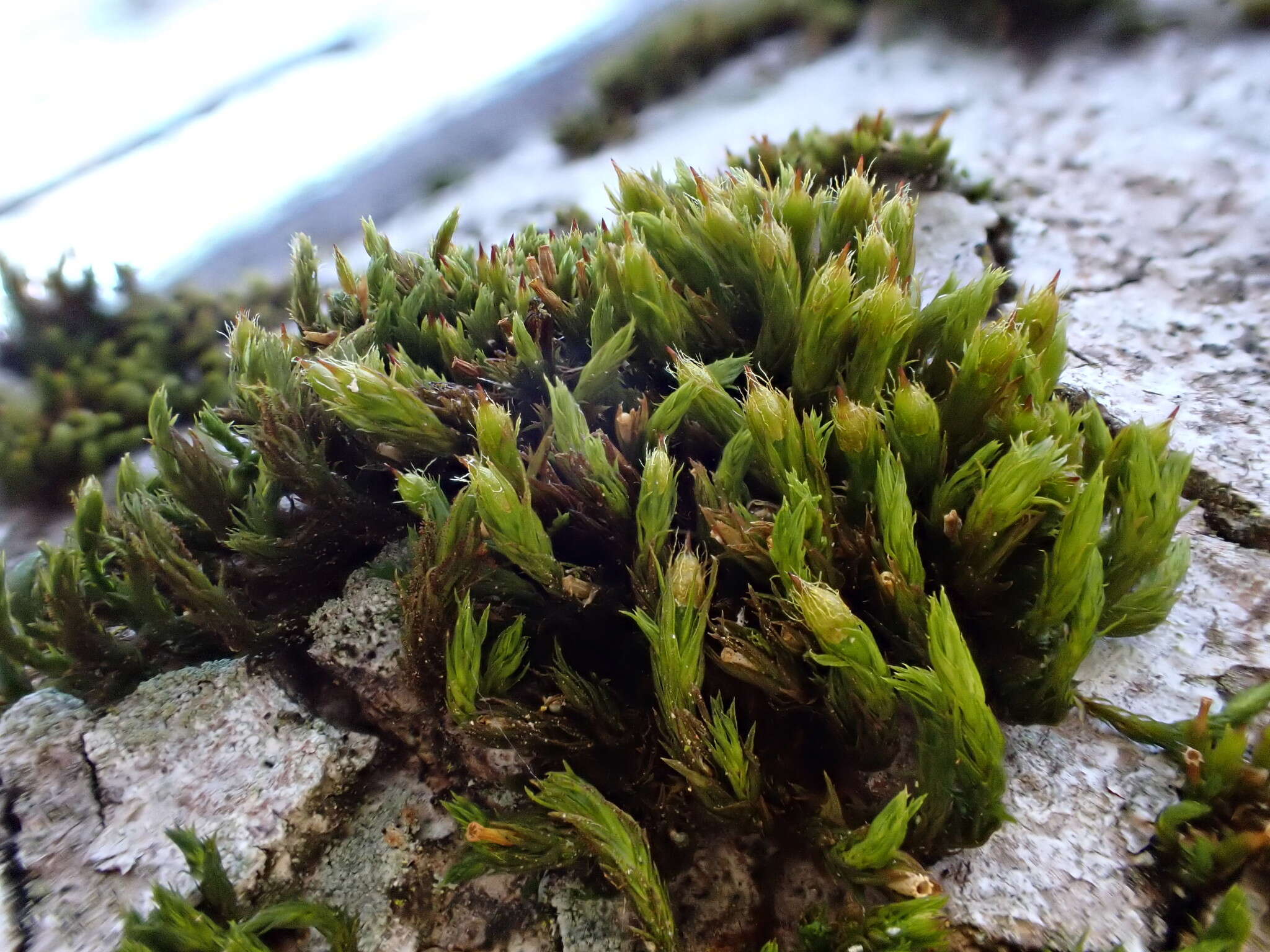 Image of straw bristle-moss