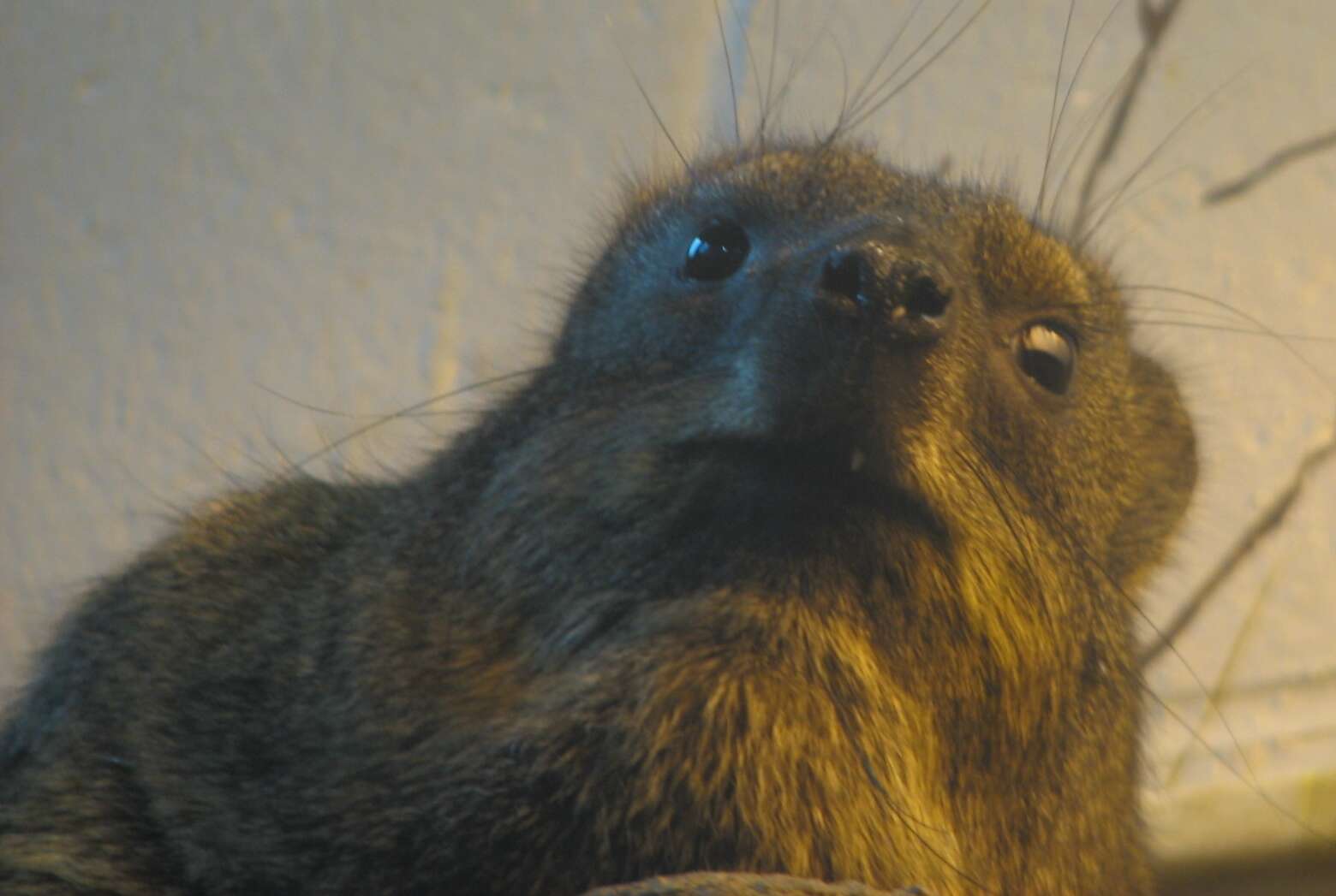 Image of Rock Hyrax