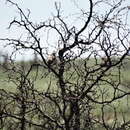 Image of Firewood-gatherer