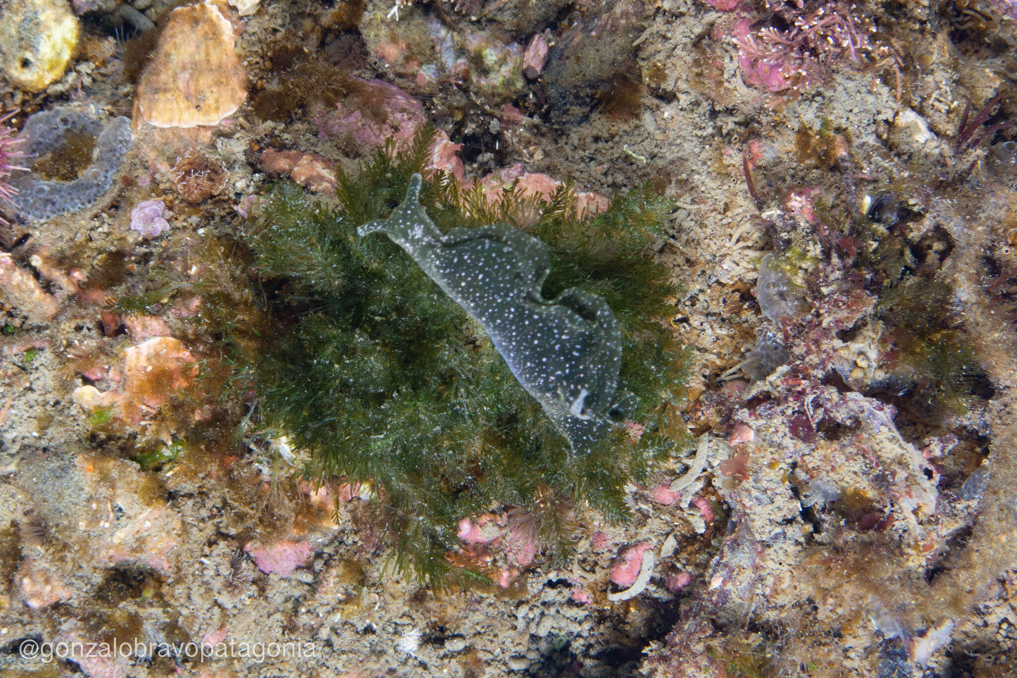 Image of Elysia patagonica Munian & Ortea 1997