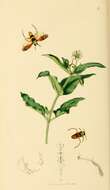 Image of Notonecta maculata Fabricius 1794
