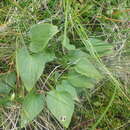 Imagem de Viola canina subsp. canina