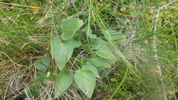 Imagem de Viola canina subsp. canina