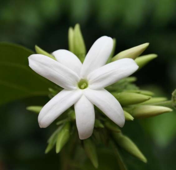 Image de Jasminum multiflorum (Burm. fil.) Andrews