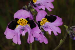 Image of Schizanthus carlomunozii