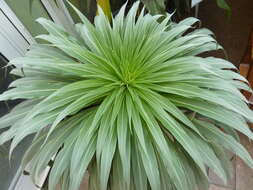 Image of Echium simplex DC.