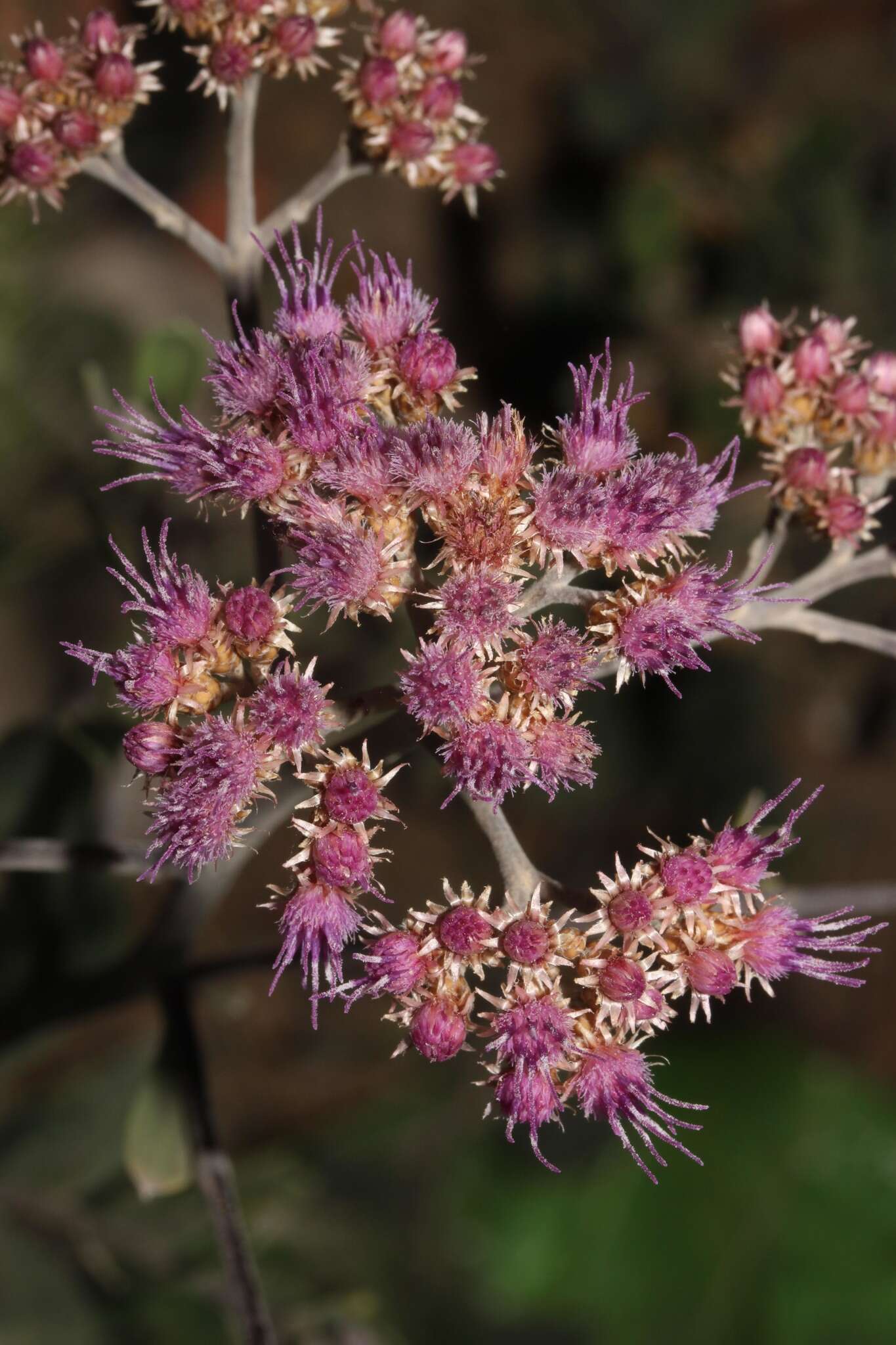 Plancia ëd Tessaria integrifolia var. ambigua (DC.) S. E. Freire