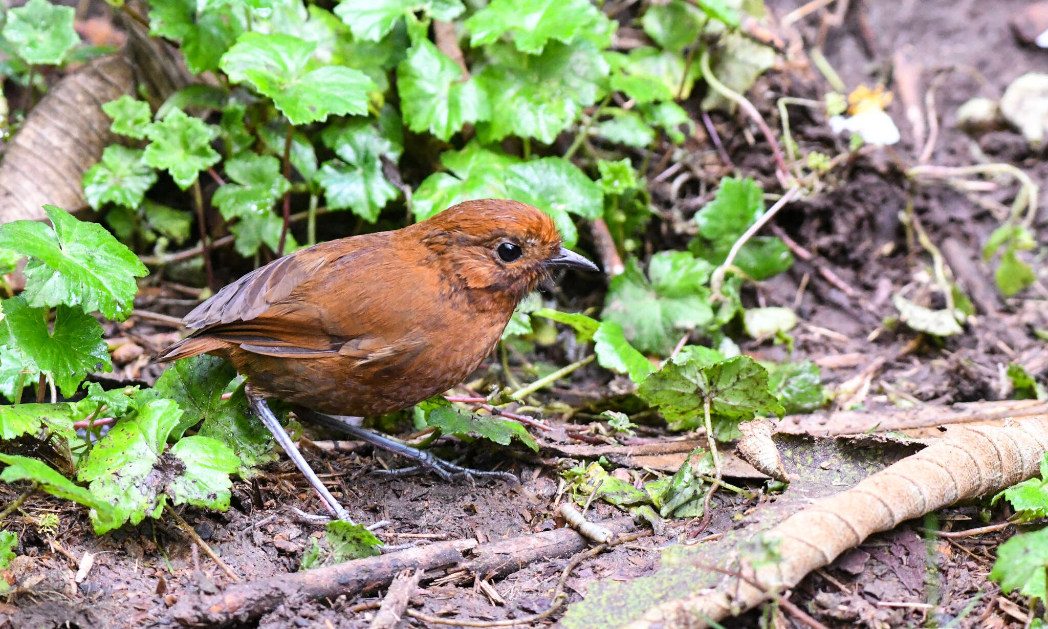 Image of Grallaria alvarezi