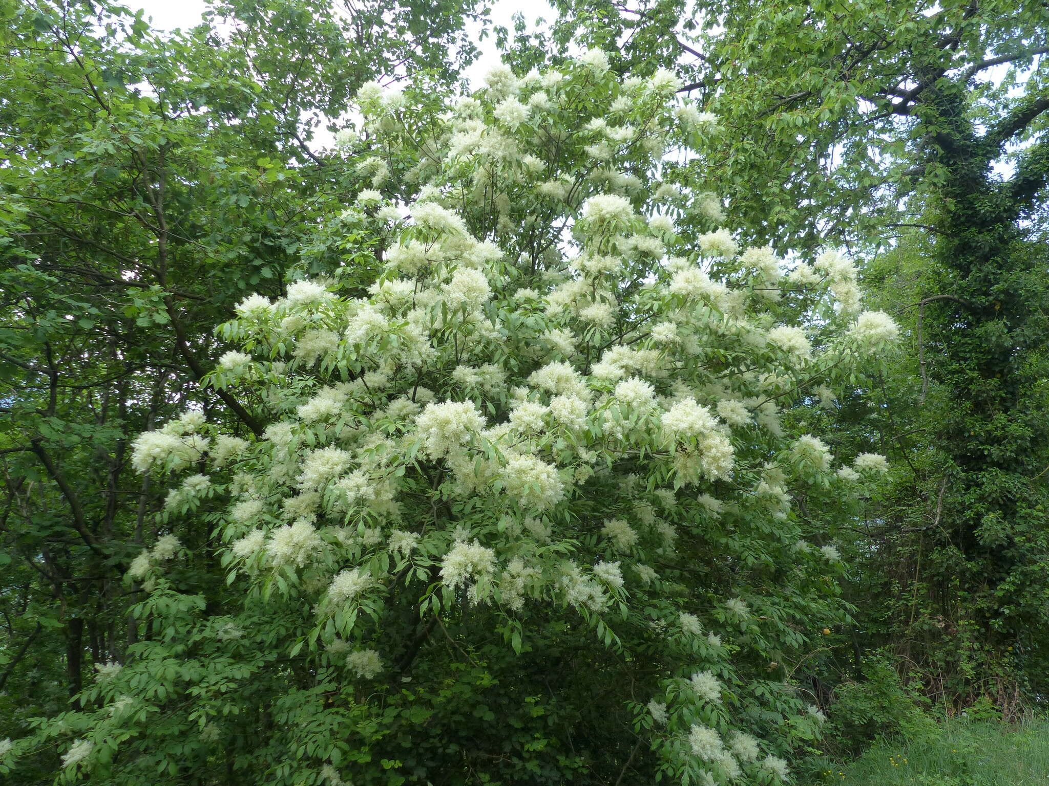 Image of Manna Ash