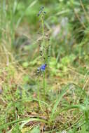 Image of Bellevalia dubia subsp. boissieri (Freyn) Feinbrun