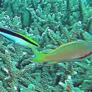 صورة Pseudanthias huchtii (Bleeker 1857)