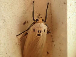 Sivun Tigrioides puncticollis Butler 1877 kuva