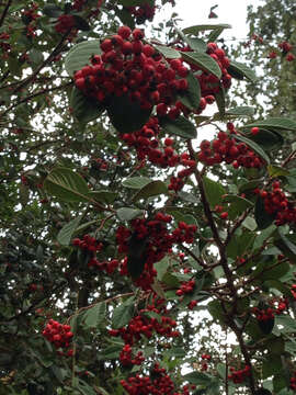 Image of Late Cotoneaster