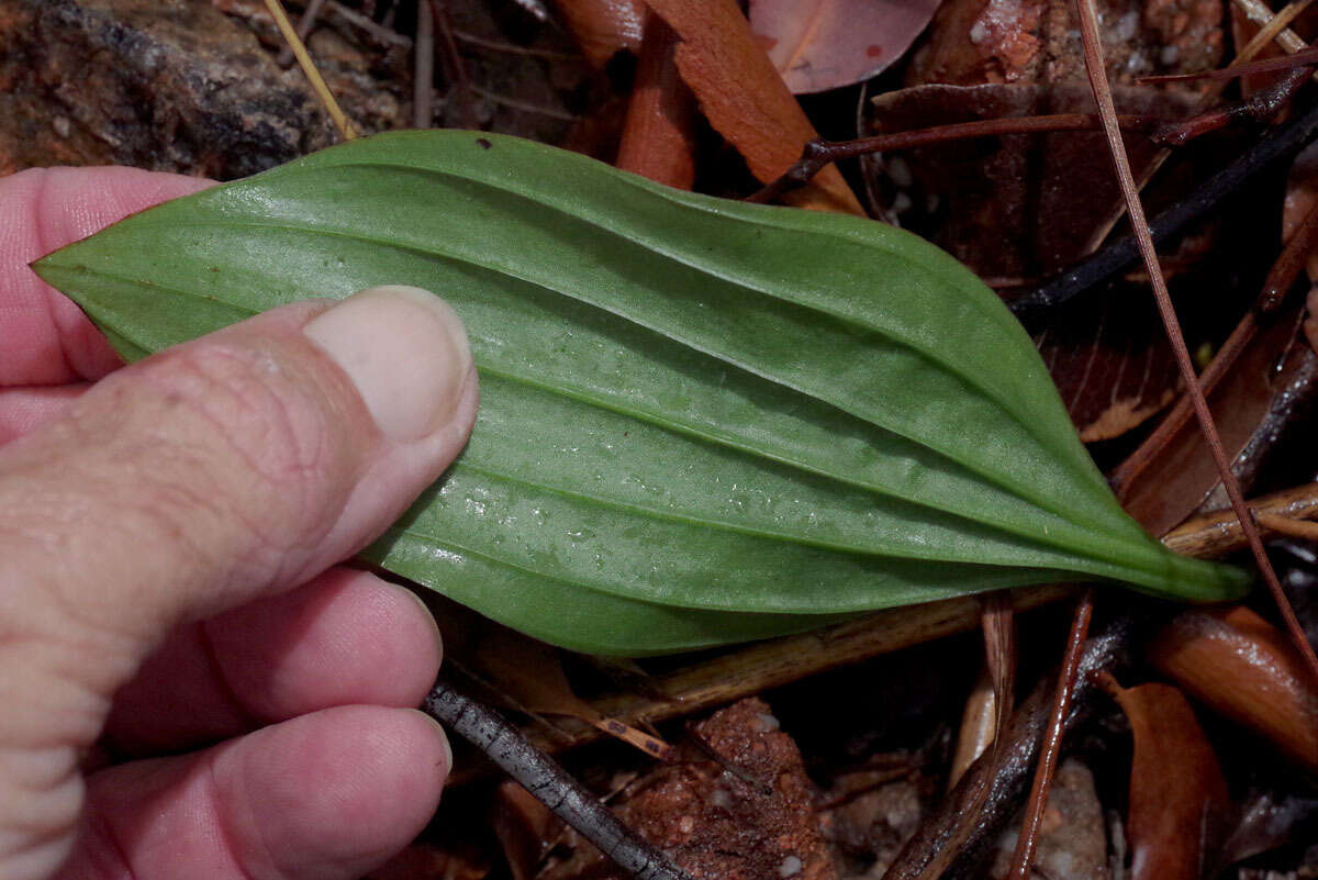 Nervilia holochila (F. Muell.) Schltr.的圖片