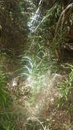 Image of Pteris elongatiloba var. remotivenia Bonap.