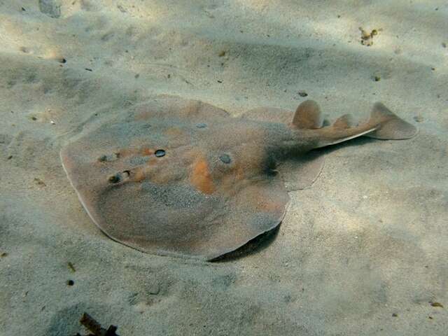 Image of Common Torpedo Ray