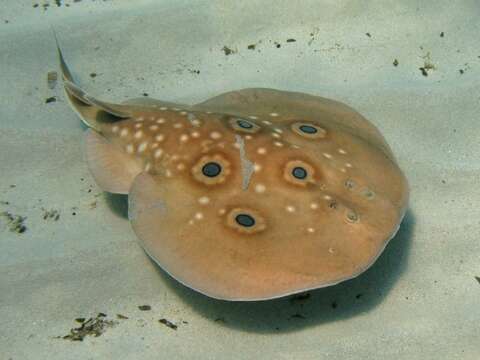 Image of Common Torpedo Ray