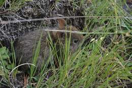 Image of volcano rabbit