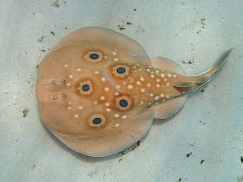 Image of Common Torpedo Ray