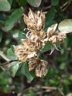 Imagem de Hibiscus syriacus L.