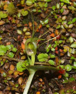 Image of Corybas papa Molloy & Irwin