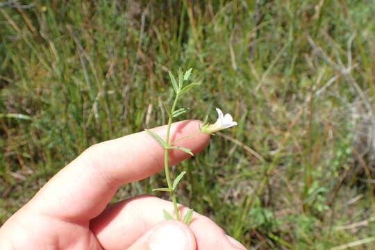 Gratiola brevifolia Raf.的圖片