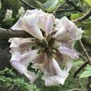 Paulownia kawakamii Ito resmi