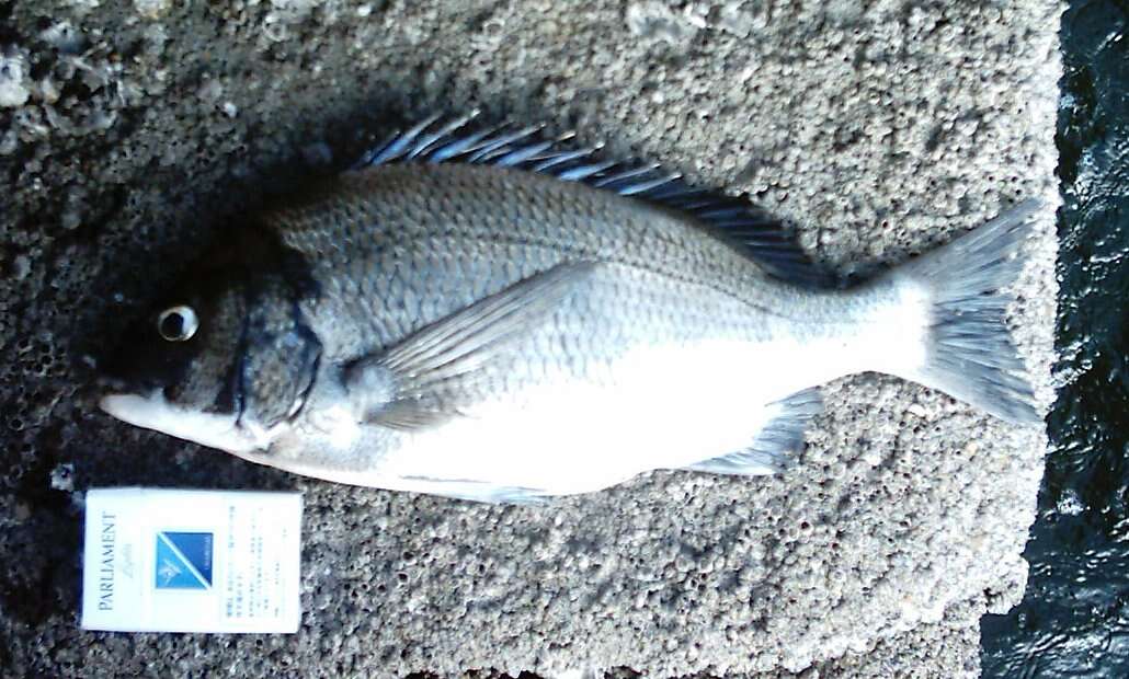 Image of Blackhead Seabream