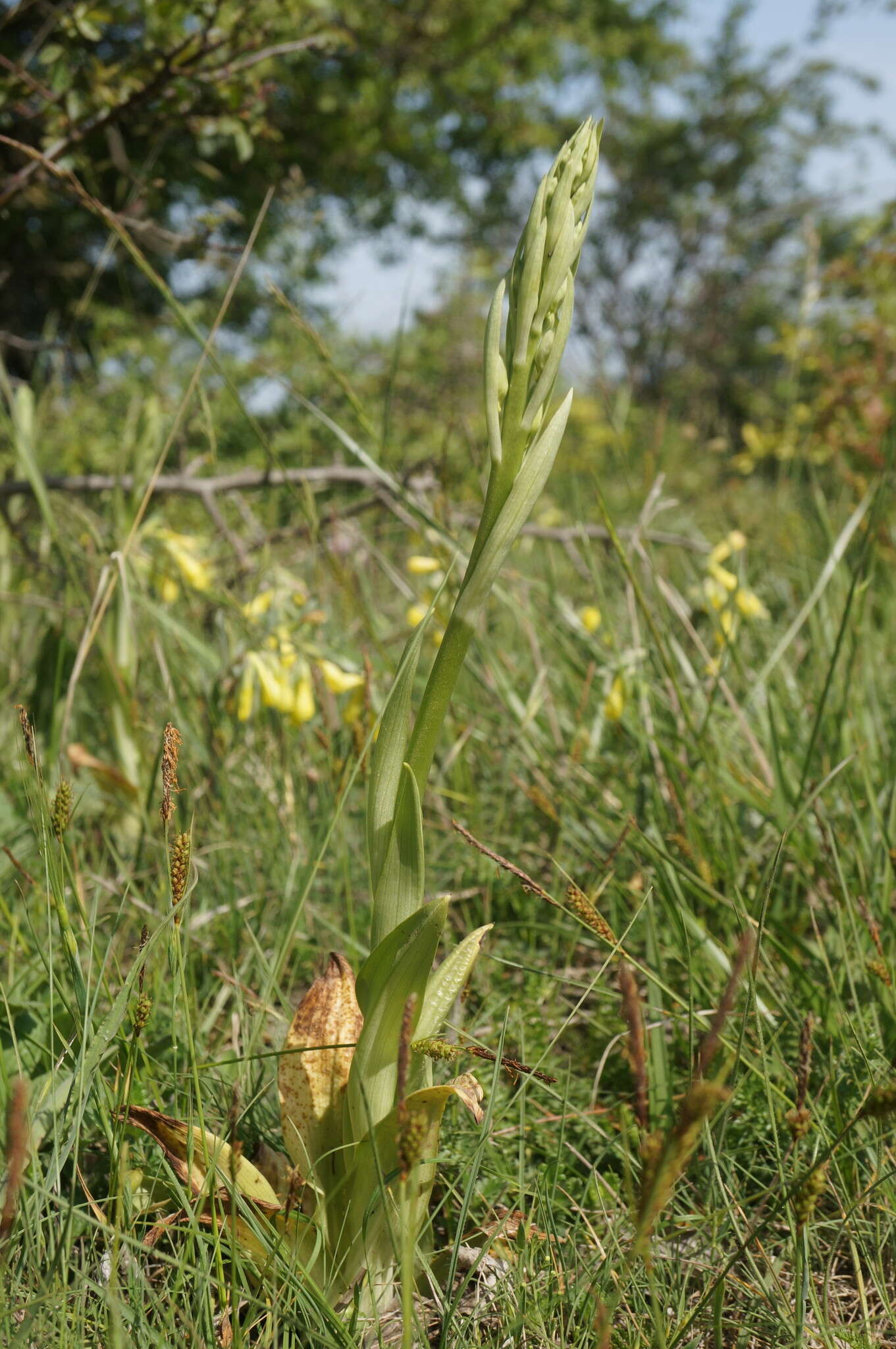 Image of Himantoglossum caprinum (M. Bieb.) Spreng.