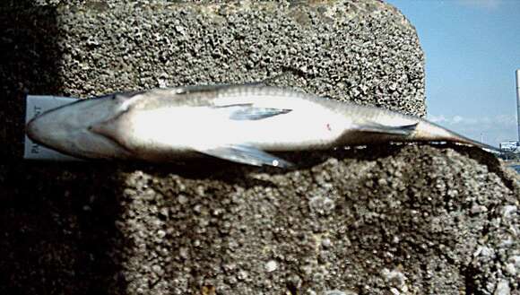 Image of Blackhead Seabream