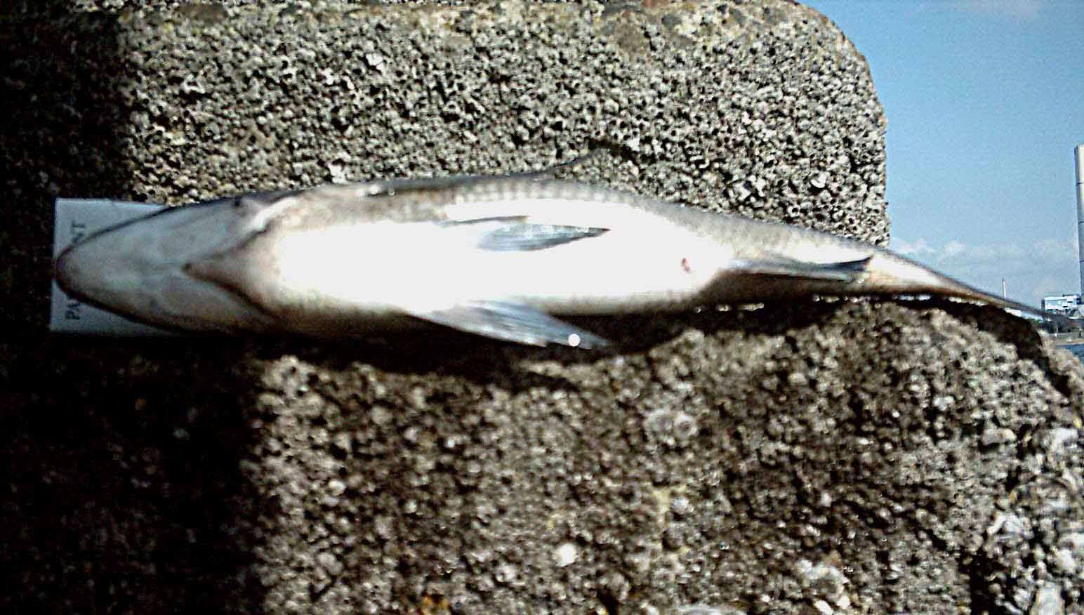 Image of Blackhead Seabream