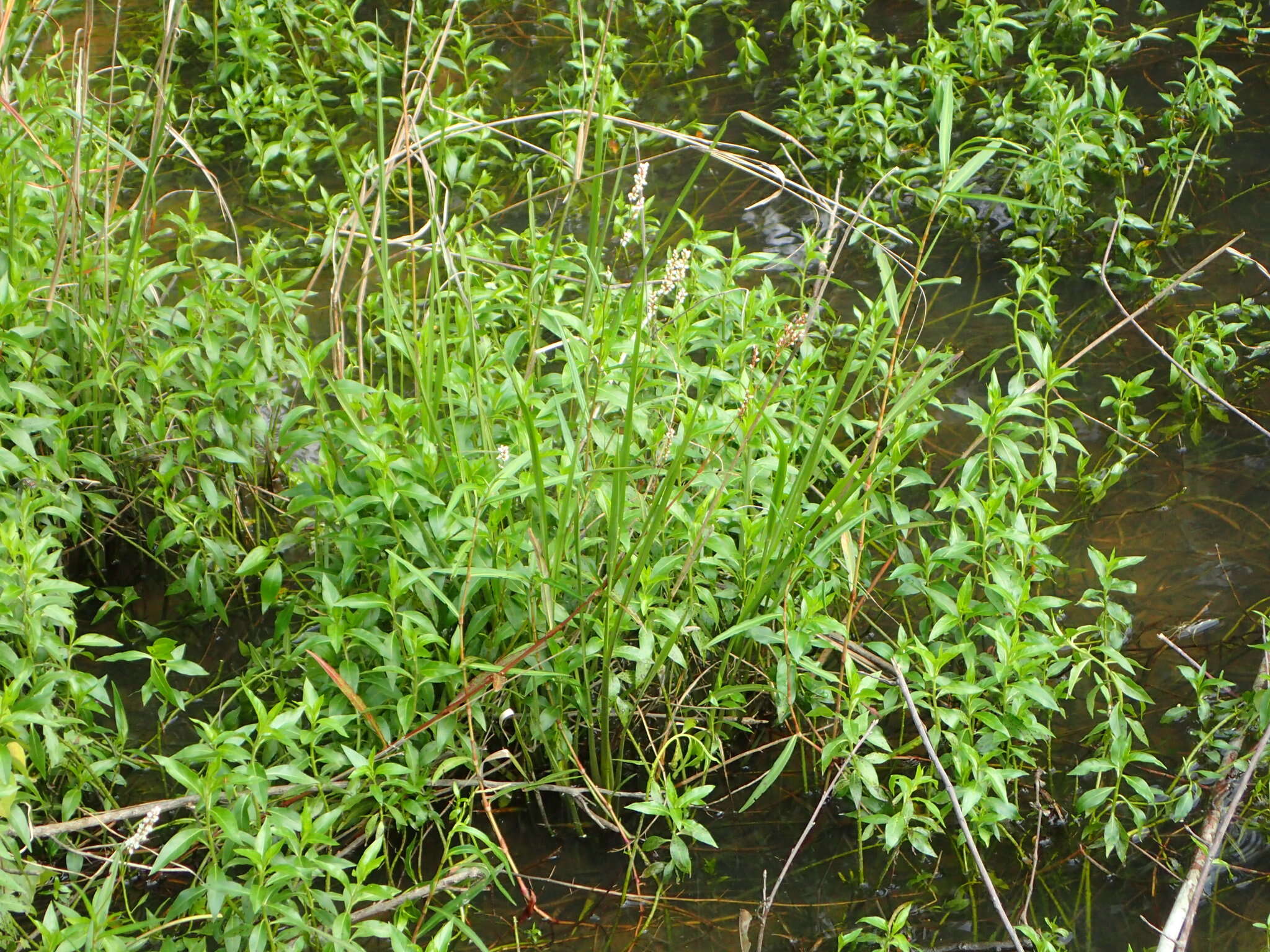 Image of Swamp Smartweed