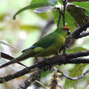 Image of New Caledonian Parakeet