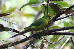 Image of New Caledonian Parakeet