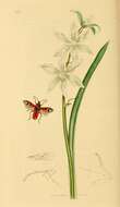 صورة Lygaeus equestris (Linnaeus & C. 1758)