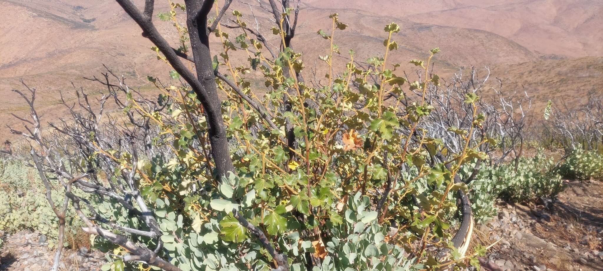 Image of Mexican flannelbush