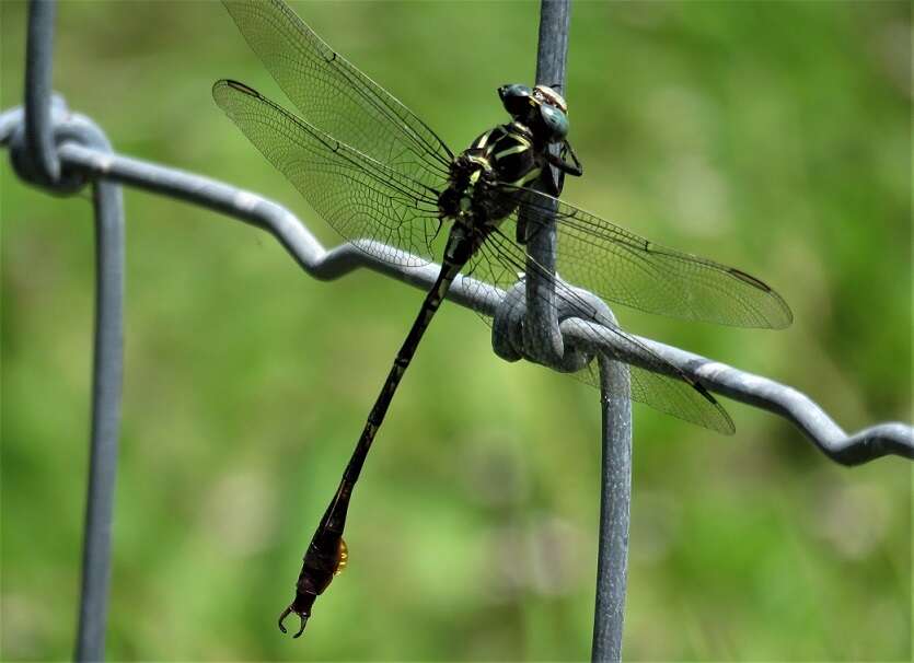 Image of Two-striped Forceptail