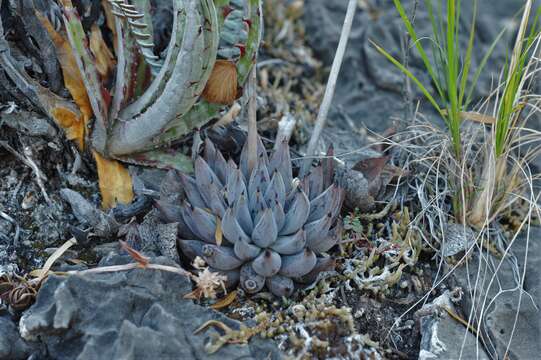 Image of Echeveria unguiculata Kimnach