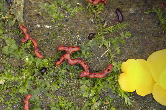 Image of Willkommlangea reticulata