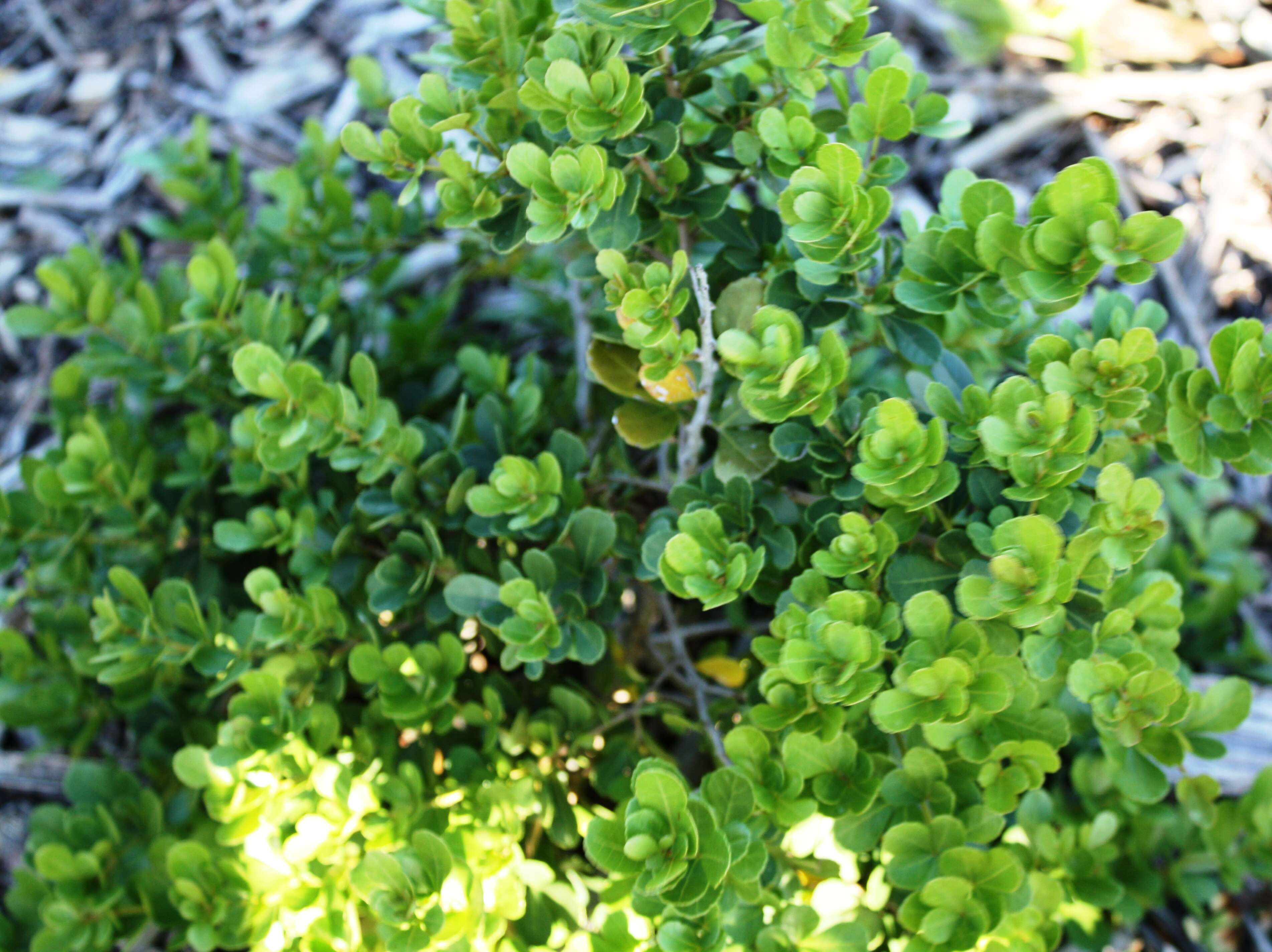 Image of Searsia crenata (Thunb.) Moffett