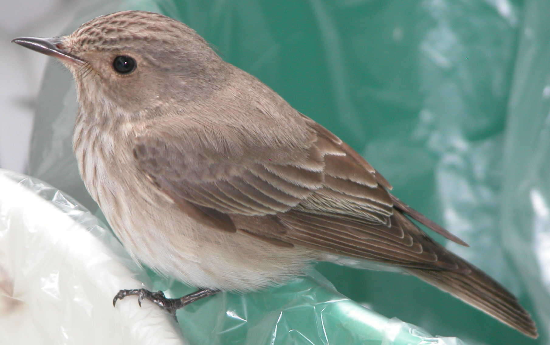 Image of Spotted Flycatcher