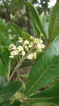 Image of Esenbeckia pumila Pohl